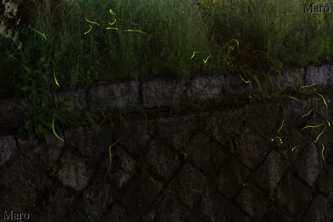 哲学の道 ホタル（蛍） 琵琶湖疏水分線 京都市左京区 2016年5月