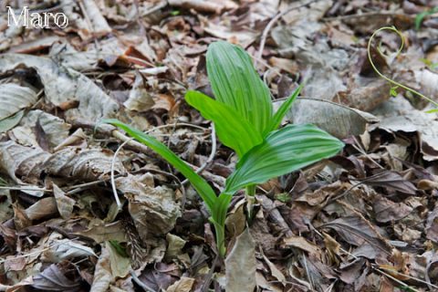 移植したエビネの生長を確認 京都北山 2016年5月