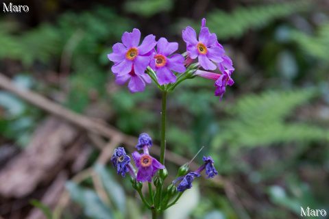 クリンソウの花後 サクラソウ科 ピンク？ 紫？ 京都北山 2016年5月