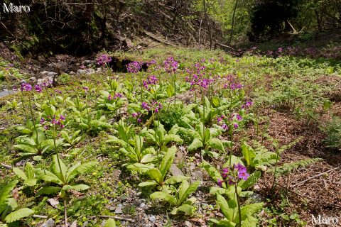 京都北山 クリンソウ（九輪草）が群生する谷 2016年5月