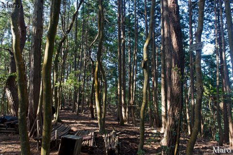 天下峰 山頂 標高348m 京都府宇治市 2016年5月