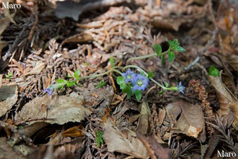 茎を弦状に伸ばすフデリンドウ 京都府 2016年5月