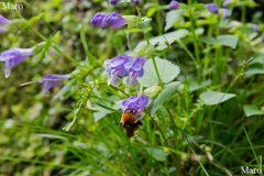 京都北山 ラショウモンカズラ（羅生門葛）とクマバチ（熊蜂） 2016年5月