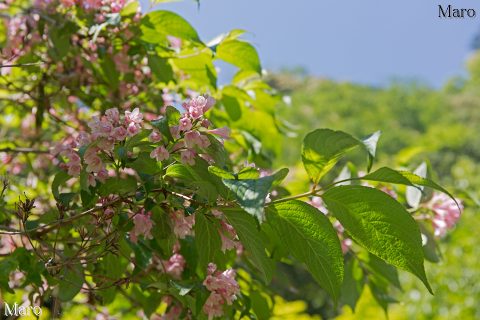 新緑のタニウツギ（谷空木） 淡いピンク色の花 京都府 2016年5月