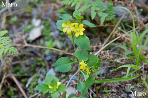 コナスビ（小茄子）の花 サクラソウ科 京都府 2016年5月