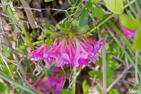 京都北山 ミヤコツツジ ガク（萼）は短めで花柄の粘り気は弱い 2016年5月