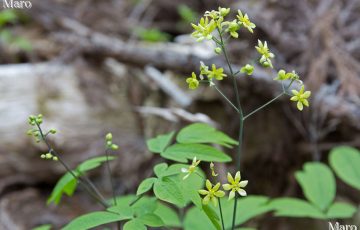 ルイヨウボタン（類葉牡丹） 黄緑色の花と蕾 京都府 2016年5月