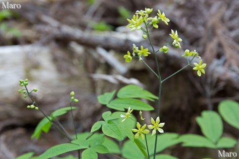 ルイヨウボタン（類葉牡丹） 黄緑色の花と蕾 京都府 2016年5月