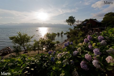 水ヶ浜のアジサイ（紫陽花）と琵琶湖畔のカフェ 2012年6月