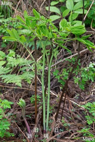 ベニバナヤマシャクヤクの立ち姿 地上茎が複数 京都府 2016年5月