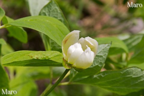 花弁に紅色が差す白花型のベニバナヤマシャクヤク 京都府 2016年5月