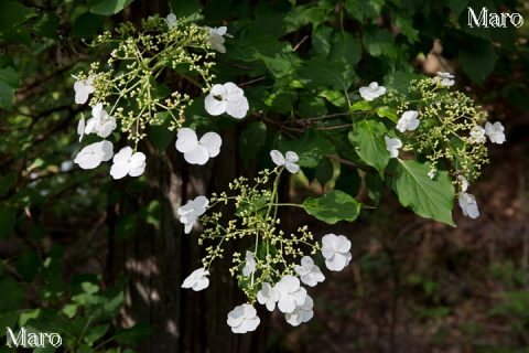 ツルアジサイ（蔓紫陽花）（ゴトウヅル）の花 京都府 2016年5月