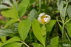 ベニバナヤマシャクヤク（紅花山芍薬） 白花型（白色型） 京都府 2016年5月