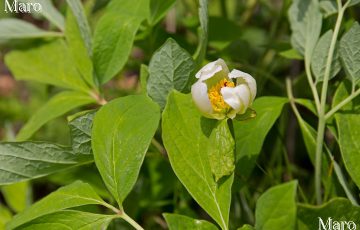 ベニバナヤマシャクヤク（紅花山芍薬） 白花型（白色型） 京都府 2016年5月