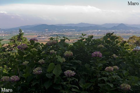 長命寺さんのアジサイ（紫陽花）越しに「近江富士」三上山を望む 2016年6月