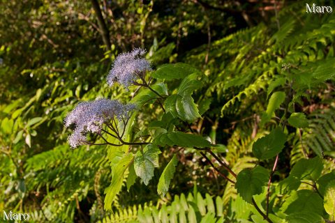 コアジサイ（小紫陽花）の花 津田山（奥島山）