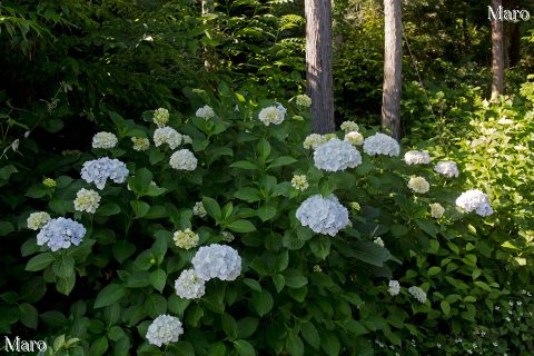 長命寺のアジサイ（紫陽花） 滋賀県近江八幡市 2016年6月