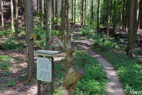 サンドイッチ山の取付 オリエンテーリングコース側 2016年6月