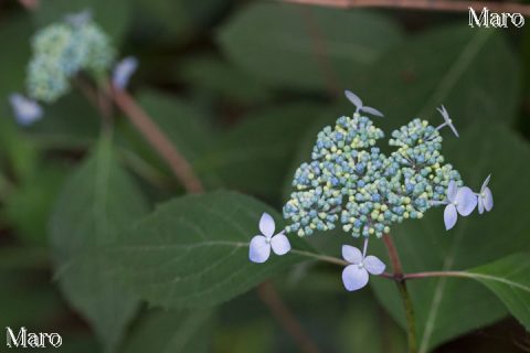 ヤマアジサイ（山紫陽花）もしくはエゾアジサイ（蝦夷紫陽花）の花 津田山（奥島山）