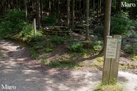 おおさか環状自然歩道 国見山・交野山・枚方市立野外活動センター分岐 2016年6月