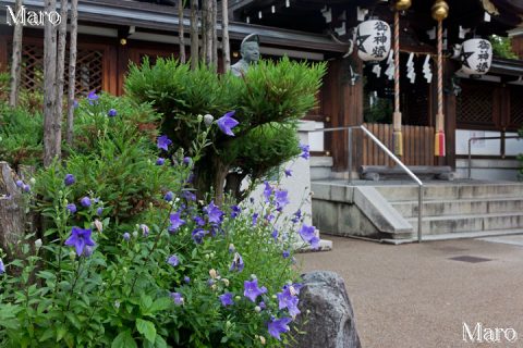 晴明神社のキキョウ（桔梗） 京都市上京区 2016年6月