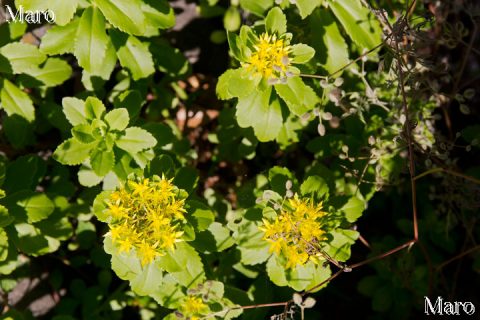 キリンソウ（麒麟草）の黄色い花 近江八幡市 2016年6月