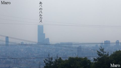 枚方市の国見山から大阪市の「あべのハルカス」を望む 2016年6月