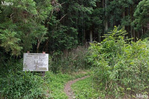 小関越の西 別所国有林の取付 長等山を経て如意ヶ岳へ 2016年7月