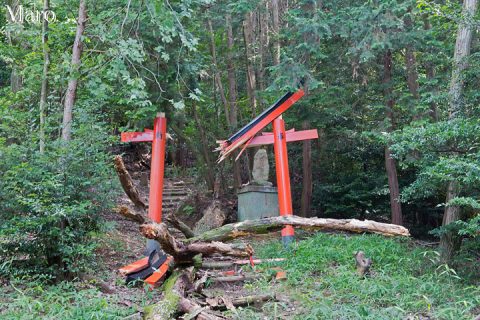 桜広場～兜稲荷大神 倒木で赤い鳥居が崩壊 長等公園 2016年7月