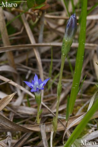 ハルリンドウ（春竜胆）の花 滋賀県 2015年5月