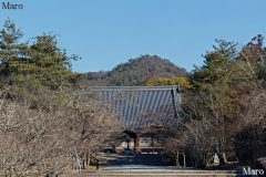 大内山 御室仁和寺 金堂越しに大内山？ を望む 2016年2月