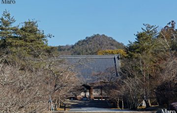 大内山 御室仁和寺 金堂越しに大内山？ を望む 2016年2月