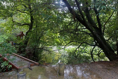 御室八十八ヶ所「第八十六番 志度寺」「第八十八番 大窪寺」付近の池 2016年9月