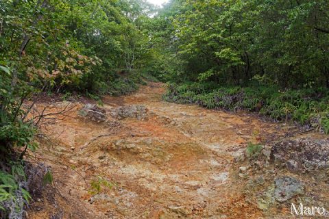 大内山ハイキングコース 苔むした岩の道で雨後は滑りやすい 2016年9月