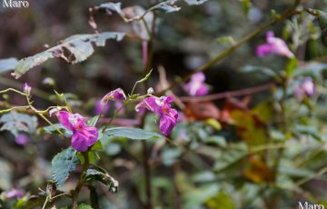 ツリフネソウ 釣船草 花 小関越～小関峠～如意越へ 大津市 2016年10月