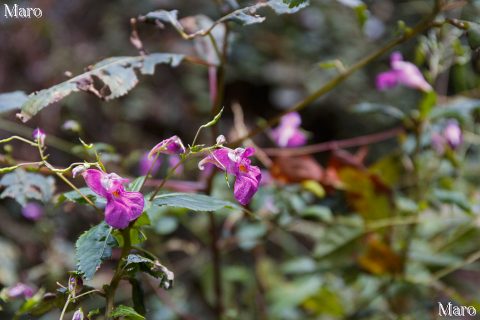 ツリフネソウ 釣船草 花 小関越～小関峠～如意越へ 大津市 2016年10月