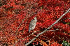 伏見稲荷 八島ヶ池の紅葉とホシゴイ（ゴイサギの幼鳥） 2009年12月