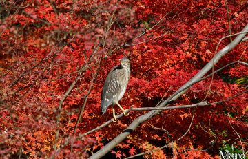 伏見稲荷 八島ヶ池の紅葉とホシゴイ（ゴイサギの幼鳥） 2009年12月