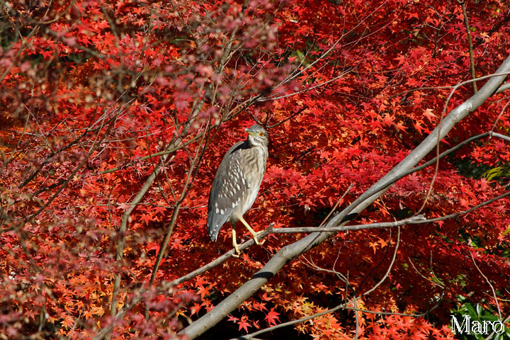 伏見稲荷大社 八島ヶ池 末廣大神 稲荷山四辻 紅葉とゴイサギ