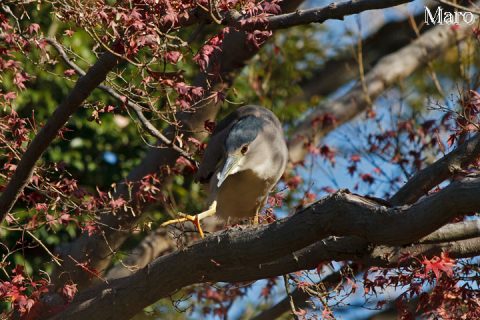 伏見稲荷 八島ヶ池 紅葉とゴイサギ（五位鷺） 2009年12月