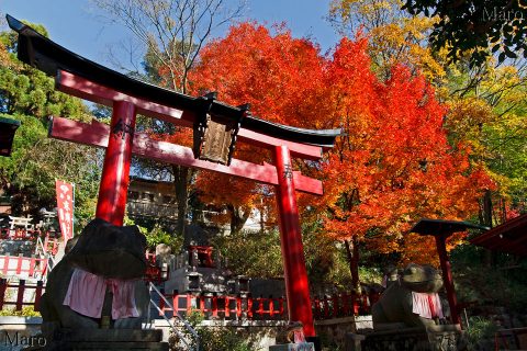 末廣大神の紅葉 朱色の鳥居と狛蛙 京都市伏見区 2009年12月