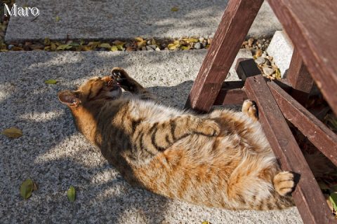 末廣大神 冬の日差しを浴びる猫 京都市伏見区 2010年12月