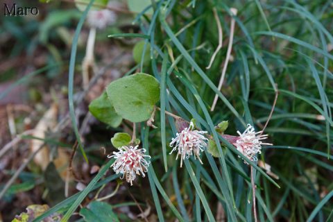 コウヤボウキ 高野箒 花と葉 大阪府枚方市 2016年11月