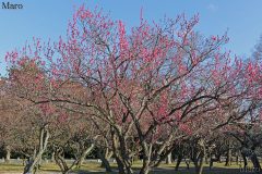 京都御苑 梅林 見頃の紅梅 全体としては遅れ気味 2017年2月28日