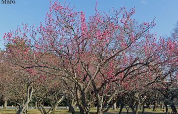 京都御苑 梅林 見頃の紅梅 全体としては遅れ気味 2017年2月28日