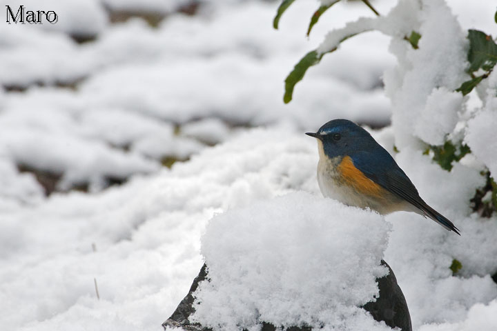 雪中のルリビタキ(瑠璃鶲) 京都の野鳥 雪中のルリビタキ(瑠璃鶲) 京都の野鳥