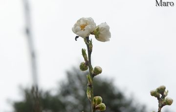 ハナモモ（花桃） 2017年3月13日を開花確認日としておきます