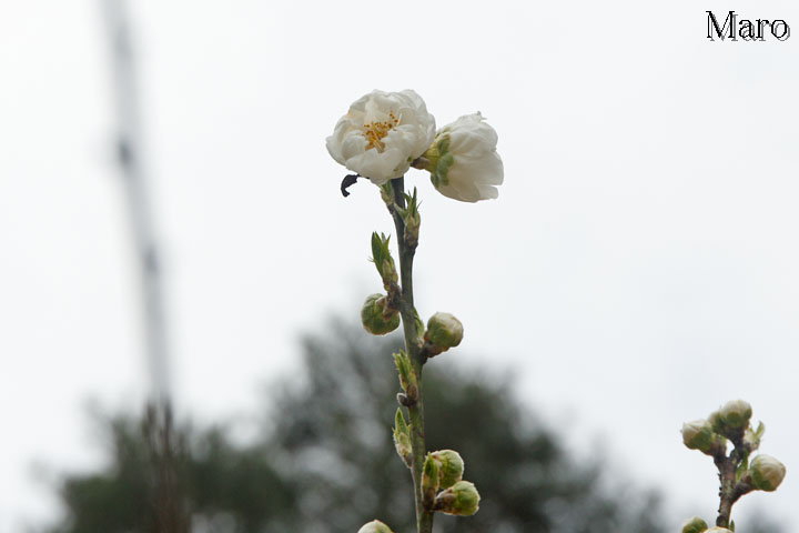 ハナモモ(花桃) 2017年3月13日を開花確認日としておきます ハナモモ(花桃) 2017年3月13日を開花確認日としておきます
