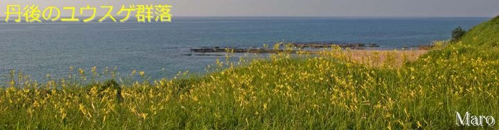 『きょうのまなざし』 ヘッダ用写真 「丹後半島のユウスゲ群落」