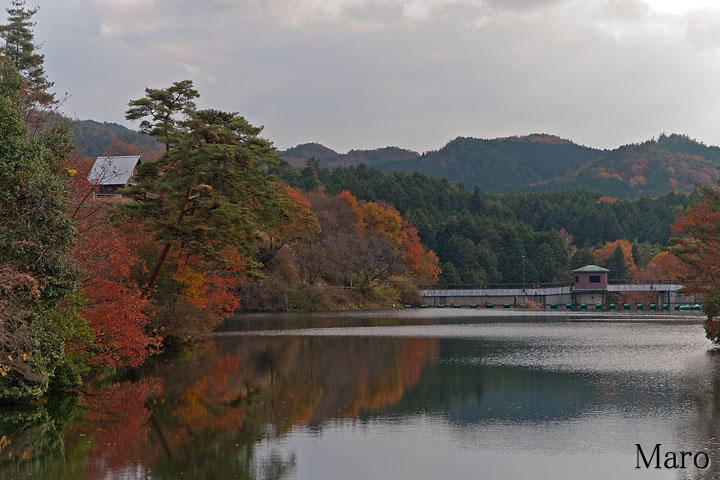 紅葉する大正池 ため池百選 2009年11月末